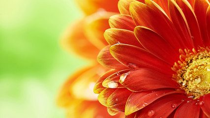 Beautiful orange flower Gerbera with water drops on green abstract background. Macro photography of...