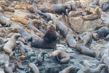 Sea lions on a rock at the coast near Lima