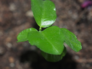 A little tangerine tree sprout. The photo shows a stem and several leaves.