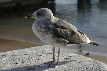 bird seagull near the seacoast