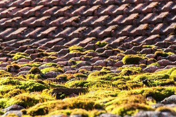 Moss on the old roof. Roof tiles overgrown with green moss. The moss on the roof.