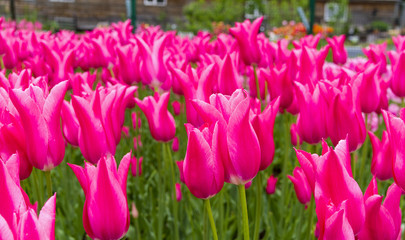 Tulips of the Mariette species.
