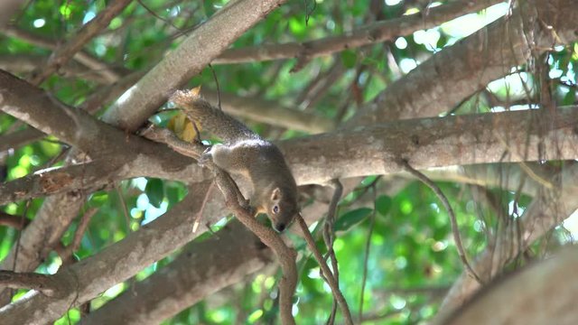 Squirrel gray-red color runs on tree