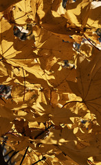 Colorful autumn leaves