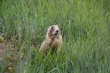 Utah Prairie Dog - Bryce Canyon National Park