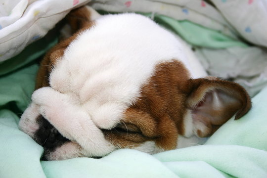 bulldog puppy sleeping in the blanket