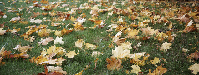 Colorful autumn leaves