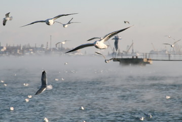 Fototapeta na wymiar seagulls flying near the cold frosty water of the port of the black sea