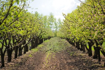 Fototapeta na wymiar Spring in apple orchard background. Row of blooming apple trees with green grass