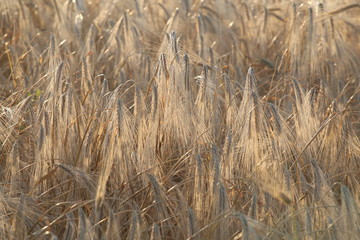 spica of rye in the field