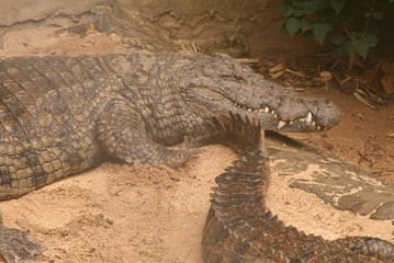 crocodile, reptile, alligator at the wildlife