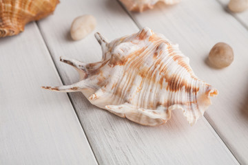 Seashells on white wood, sea vacation background