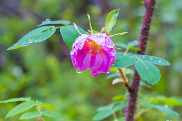 National Parks of Alaska