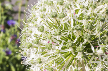 White Allium flower closeup with green background - Edinburgh, Scotland, UK