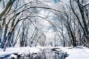 Beautiful Winter Wonderland Forest. Snow Covered Trees and Creek. Seasonal Background with Gorgeous Copy Space.