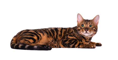 Portrait of Bengal cat, isolated on white background