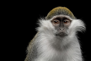 Close-up Portrait of Green Monkey Isolated on Black Background