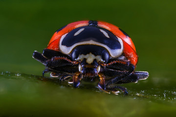 Super Macro Photo of a Ladybug