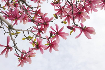 pink magnolia flowers at spring