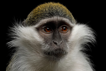 Close-up Portrait of Green Monkey Isolated on Black Background