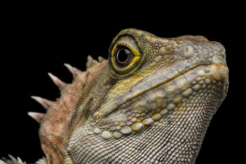 Close-up Water dragon, Physignathus coconcinus isolated on Black Background
