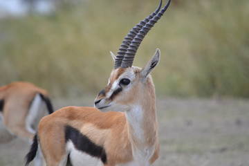 Gazelle de profil © FireSwan
