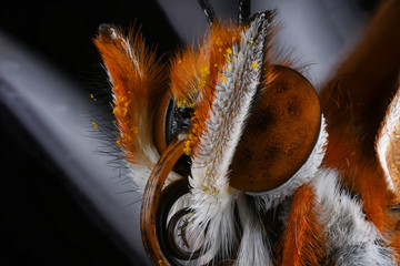 Super Macro Photo of a Butterfly face