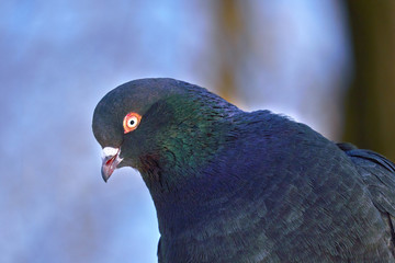Portrait of a beautiful home pigeon on a sunny spring day. The head of a dove close-up. Pigeon farm.