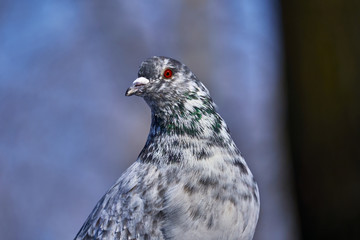 Portrait of a beautiful home pigeon on a sunny spring day. The head of a dove close-up. Pigeon farm.