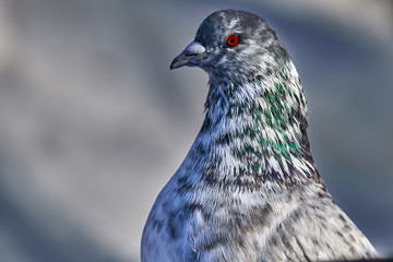 Portrait of a beautiful home pigeon on a sunny spring day. The head of a dove close-up. Pigeon farm.