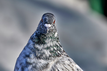 Portrait of a beautiful home pigeon on a sunny spring day. The head of a dove close-up. Pigeon farm.