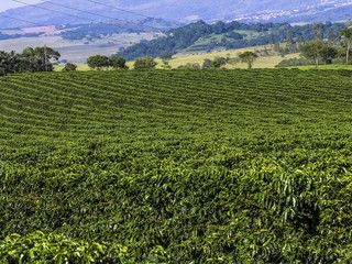 Fototapeta na wymiar Coffee plantation in Brazil