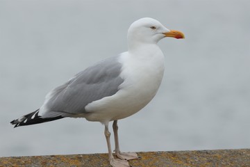 Möwe, Silbermöwe, larus argentatus