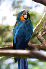 Macaw parrot in blue&orange  - in Bali Bird Park