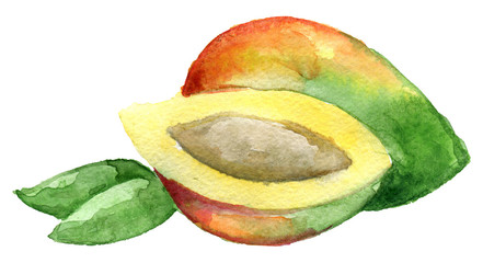 watercolor sketch of mango isolated on white background