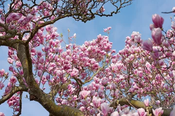 Photo sur Plexiglas Magnolia Magnolias, magnolia, tulipier