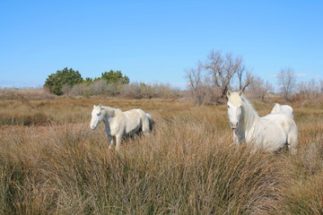 Obraz premium Magnéfiques chevaux blancs de Camargue, France