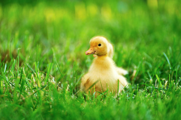 Small duck  of green grass
