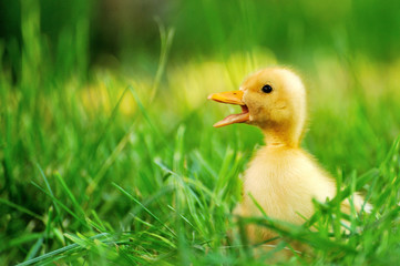Small duck  of green grass