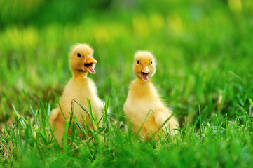 Small duck  of green grass