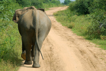 Fototapeta na wymiar Elephant walking on a track at Udawalawe National Park. (Elephas maximus)