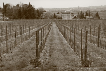 vineyard at the toscana italy