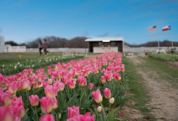 Tulips in Texas
