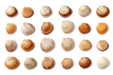 Pattern of seashells isolated on a white background.