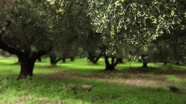 Olive trees orchard, relaxing fresh foliage, slow-motion