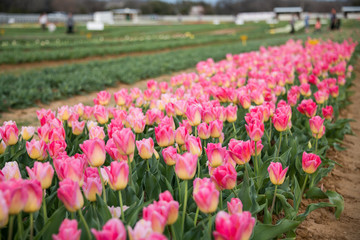 Tulip Farm
