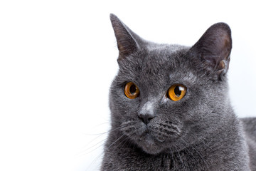 Portrait of Young beautiful gray British cat isolated on white background