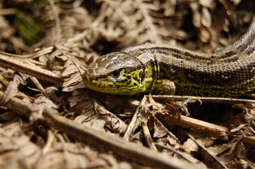 animal lizard