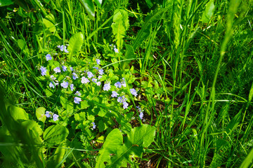 Green grass with small blue flowers of Veronica Dubravnaya.