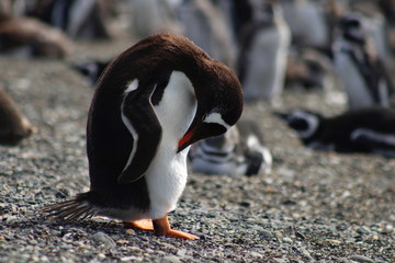 Fototapeta premium Papua Penguin
